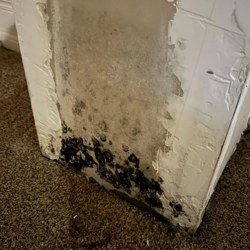 Professional Mold Removal in Ashland, CA